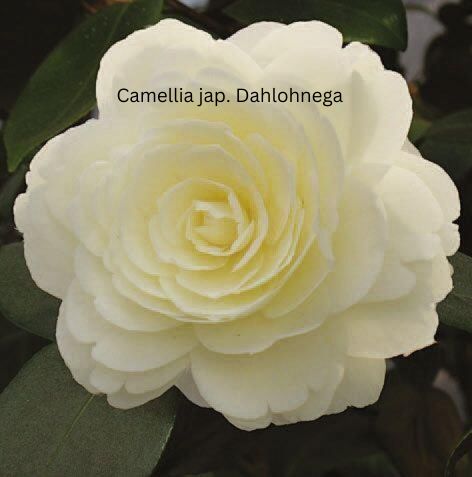 Camellia japonica weiß - Kamelie mit weißen Blüten